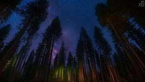 x2 - Night Forest