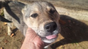 Мой питомец