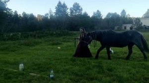 Конкурс по аджилити с лошадью онлайн