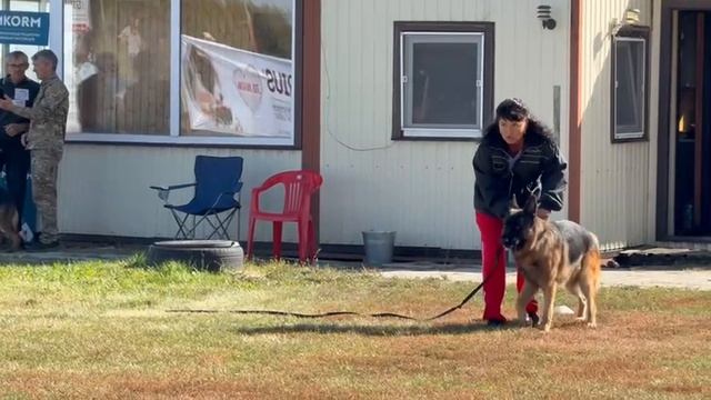 1 Отл. КЧК QUADRO v. Diemel +++ №6. ВОРОНЕЖ 21 сентября`25 Моно немецких овчарок