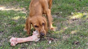 Купили собачкам косточки. 29.09.2025