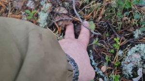 Снова за грибами, 11-14 сентября