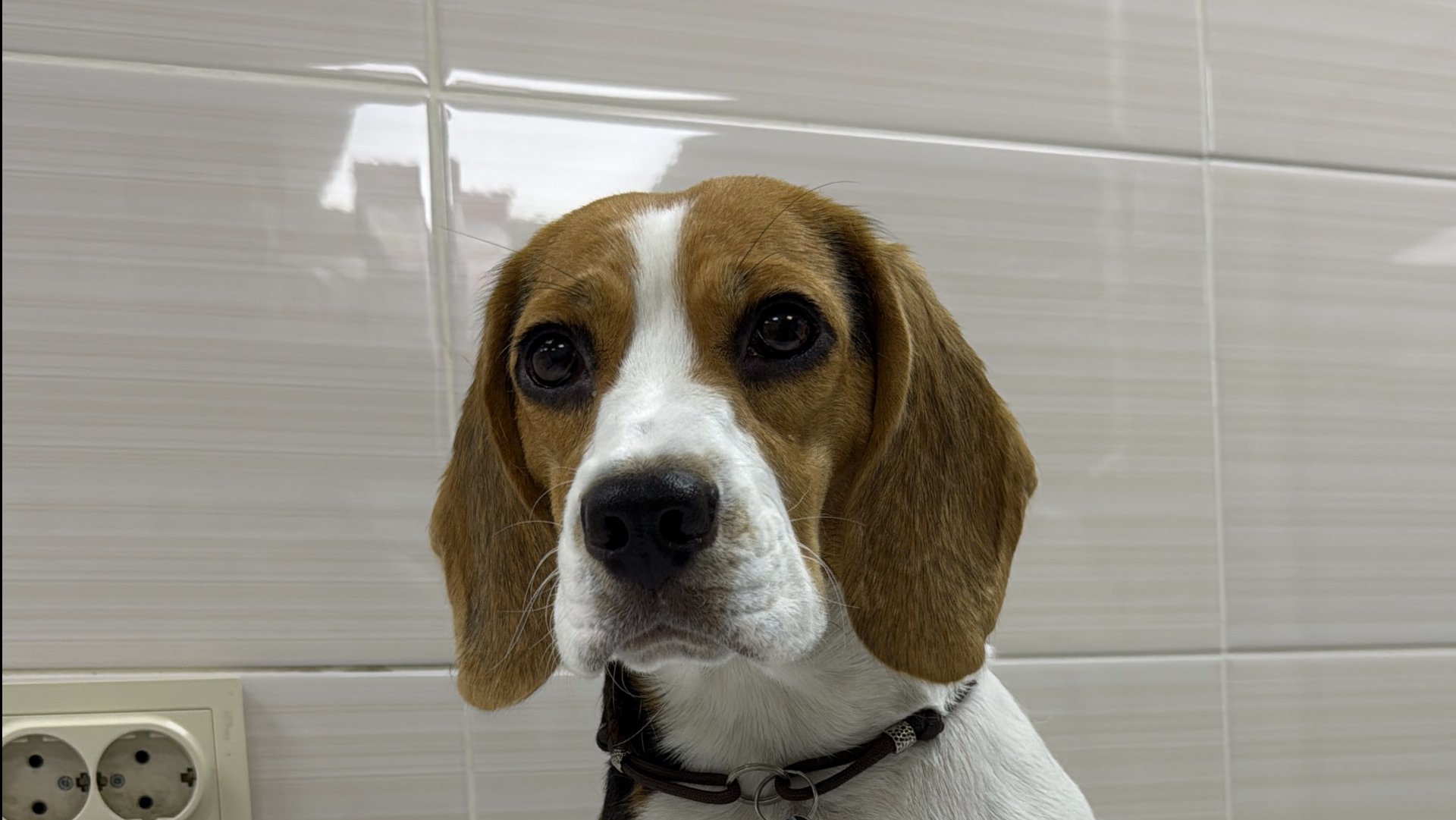 Роды. собака Бигль смотреть онлайн