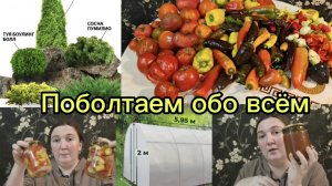 Огородный сезон 2025 закрыт.Что дальше? нивые заготовки.Ещё одна теплица? Хвойники?