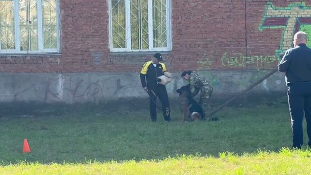 1 Отл. Бисхоф ДЖИКХАН +++ №26. ИЖЕВСК 14 сентября`25 Моно немецких овчарок