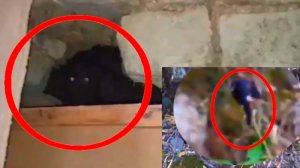 Топ 8 Страшные видео которые реально были сняты | Жуткие существа
