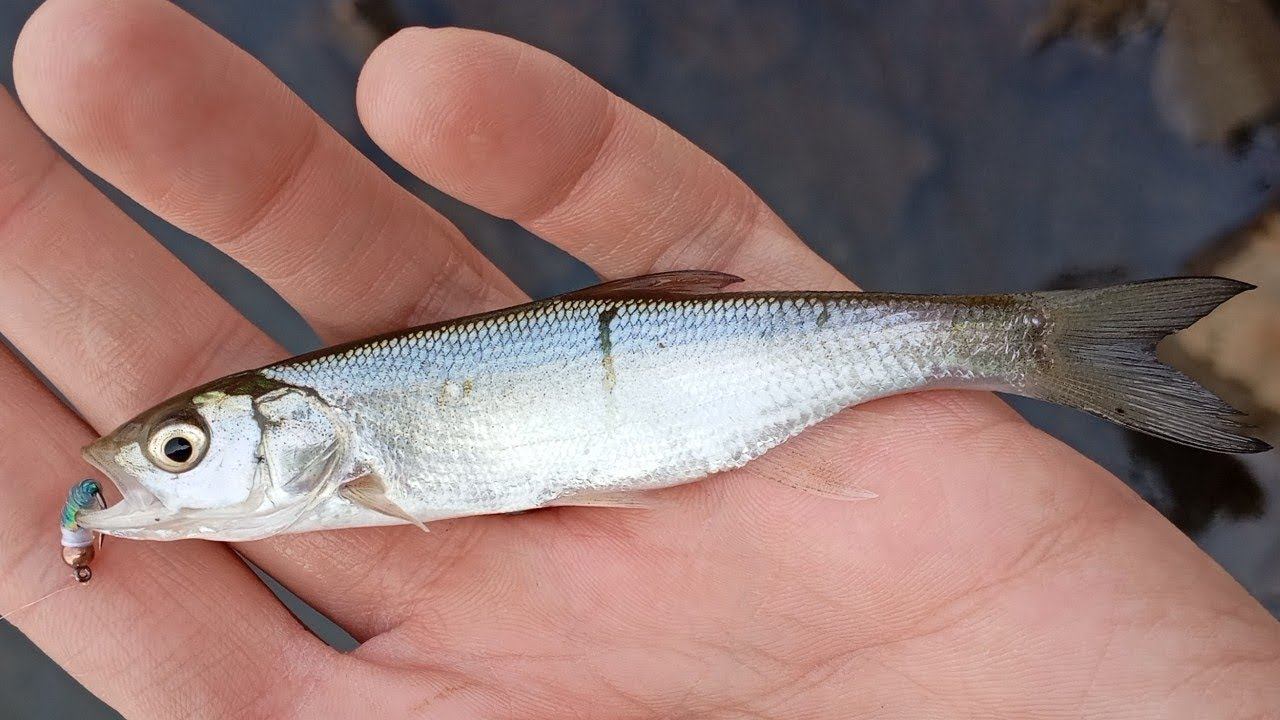 Нимфинг. Весенний нано-жерех. Первый день весны. смотреть онлайн
