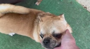 Гуляем, порядок наводим, хвостики упорно помогают.