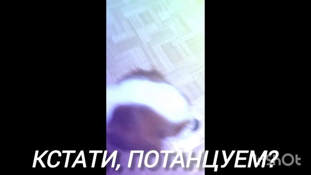 Белла и пуша смотреть онлайн