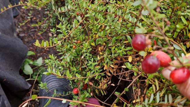 Собираю клюкву-вот так урожай! смотреть онлайн