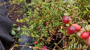 Собираю клюкву-вот так урожай!