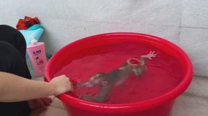 Обезьянка МАЛЕХА обнимает спит на маме Не хочет выходить из воды Купается ЛАПУСЯ