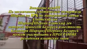 Шархан - Шерхан Азиатский лев Видео от Ивана