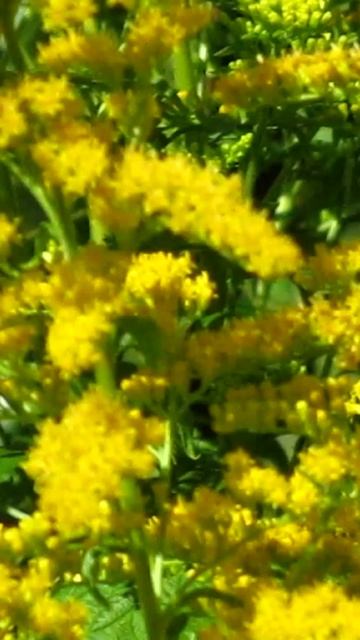 Бабочки порхают