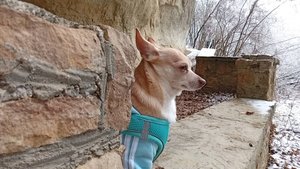 Удивительный Кисловодск: когда твой гид- собака Петя