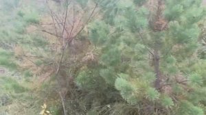 Дача осенью. Вокруг красота.