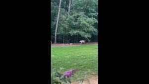 Смешные коты с озвучкой