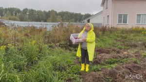 🟣ЛУК 🧅ПОД ЗИМУ САЖАЕМ ? ЛУК СЕВОК 5 СОРТОВ 🧅🔥🔥🔥🏡