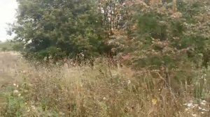 д. Тихоново 50:18:0080124:1659