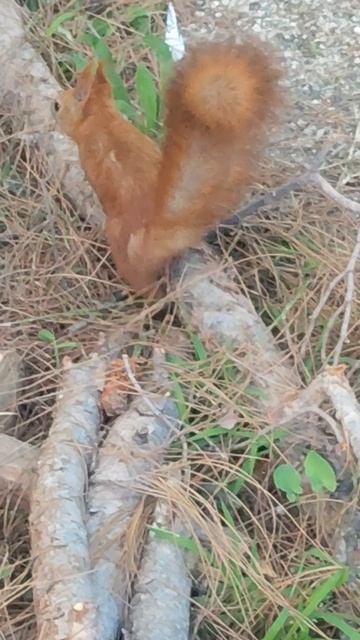 Белочка смотреть онлайн