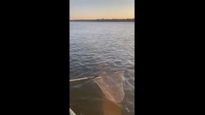 Летнее утро на Волге