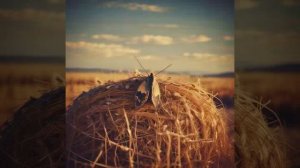 Иосиф Бродский — Зимним вечером на сеновале (вар1)