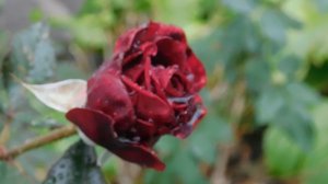 29=09=2025  ПВН  КМР . ОСЕНЬ .ДОЖДЬ.  MP4 (17)