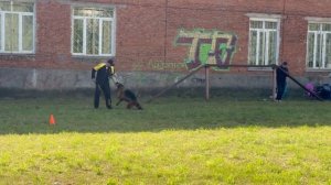 1 Отл. КЧК IVANKA v. Unity Hof +++ №37. ИЖЕВСК 14 сентября`25 Моно немецких овчарок