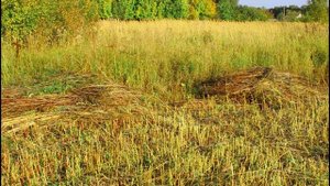 Уборка огорода в Рязанской области.19.09.2025.