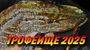 ТРОФЕЙНАЯ ЩУКА НА СПИННИНГ ОСЕНЬЮ! Поставил КРУПНЫЙ СИЛИКОН И Клюнула РЕКОРДНАЯ ЩУКА! ЩУКА МОНСТР!