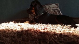 Альфа отдыхает #собачканарелаксе #собаканачилле #собачкаотдыхает #умиротвореннаясобачка #собачка