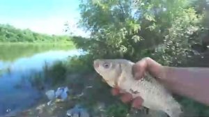 РЫБАЛКА ДОН КАРАСЬ НА КУКУРУЗУ ДОНКА КРОКОДИЛ.