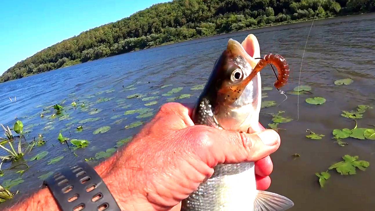 КРУПНЫЙ ОКУНЬ и ЖЕРЕХ. ЧУТЬ НЕ УТОНУЛ В ГРЯЗИ. Рыбалка на ОТВОДНОЙ ПОВОДОК на Оке.
