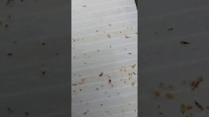 обработка от клеща