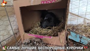 Цыплята и Курочки селяночки лучшие беспородные несушки 🥚 (336)
