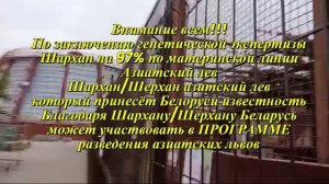 Шархан - Шерхан Азиатский лев Видео от опекуна Светланы