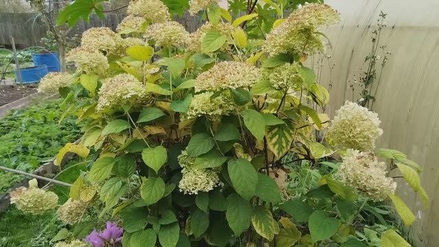 Осенняя обрезка гортензии. Чтобы получить пышное и обильное цветение.