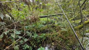 Рыбалка на местной речке на блесна mepps.