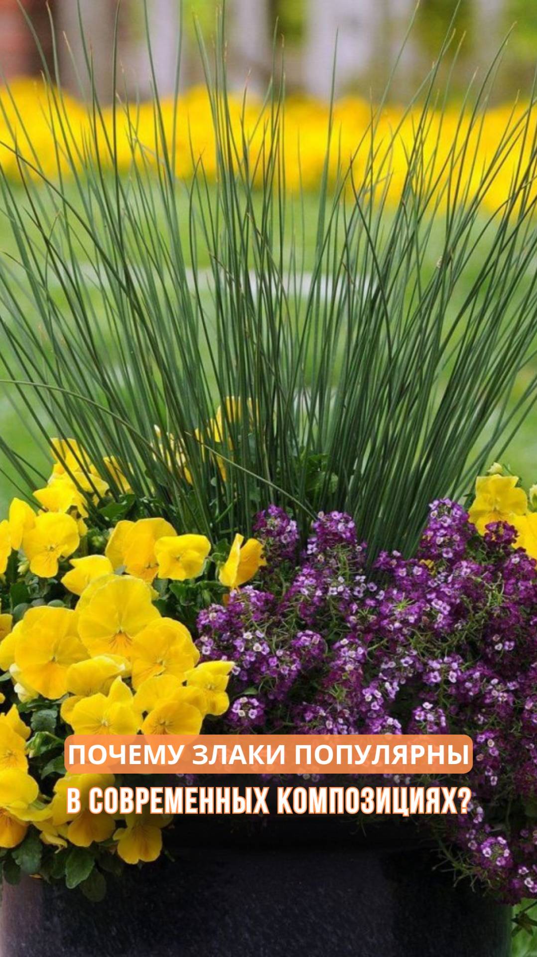 Почему злаки популярны в современных композициях? смотреть онлайн