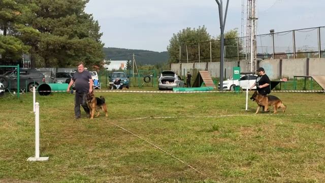 РАБОЧИЙ КОБЕЛИ / КЧК АЛЬМЕТЬЕВСК 20 сентября`25 А.Кисляков Моно немецких овчарок