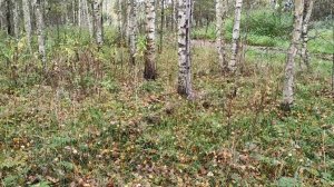 Грибы, в этот раз опята....