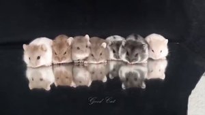 Смешные животные, часть 45