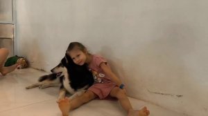 dog кафе в Таиланде