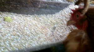 Кормление курочек 29 сентября 2025