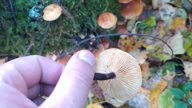 Зимний опёнок Фламмулина (Flammulina velutipes) смотреть онлайн