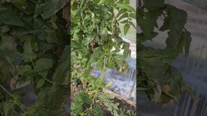 29.09.2025год началась зима на урале❄️⛄️🙉