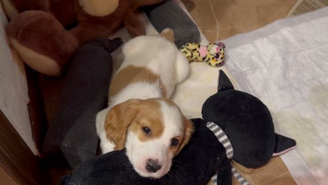 Рокси привыкает постепенно к своему месту. смотреть онлайн