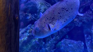 RPReplay_Final1738228136