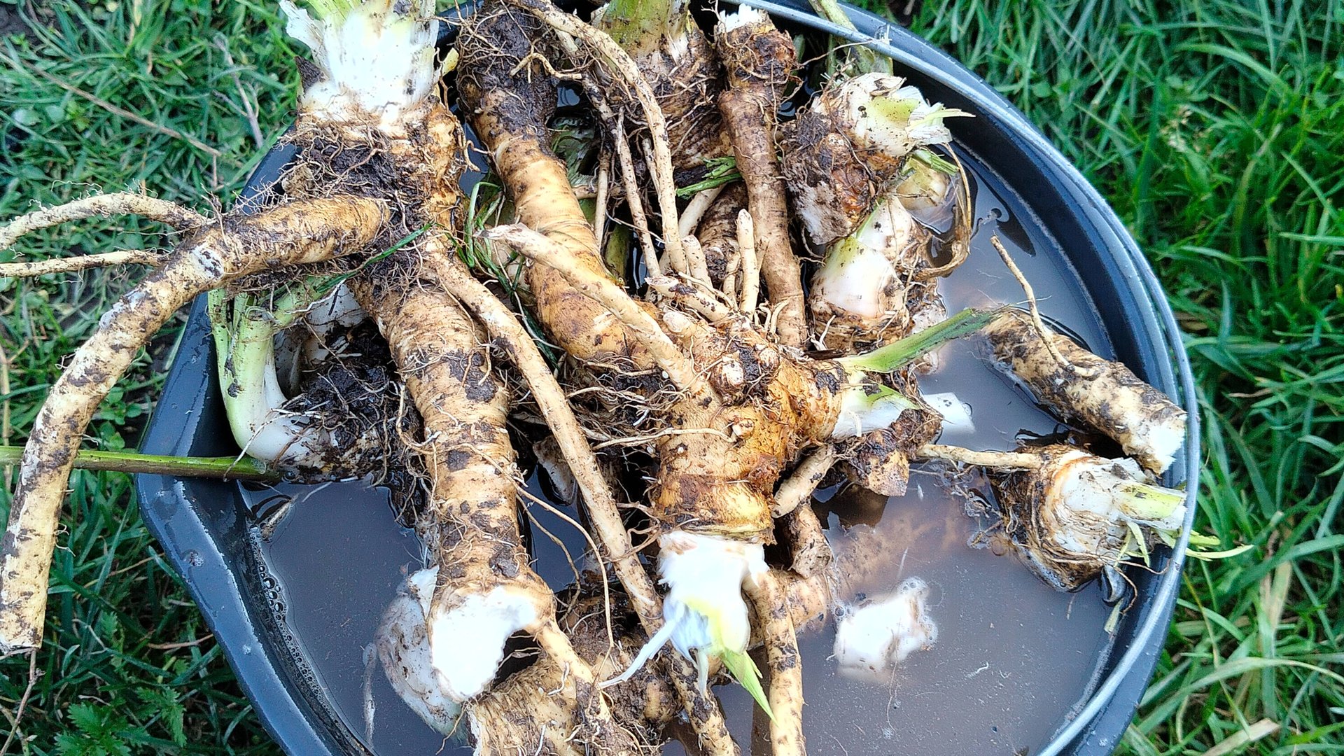 Хрен слаще редьки. Мастер-класс от Александра Дубровских 23 09 2025 г