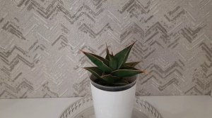 Сансевиерия Пингвикула вар.  Sansevieria Pinguicula var. #sansevieria #сансевиерия #plants